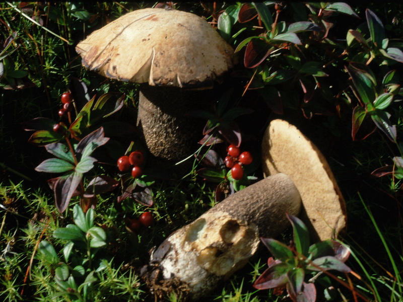 Specie interessanti dalla Lapponia 3 alcune boletaceae